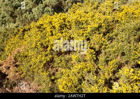 Yellow flowers of evergreen shrub Common Gorse Ulex europaeus, also known as furze, growing on a bush in Suffolk Sandlings heathland, England, UK Stock Photo