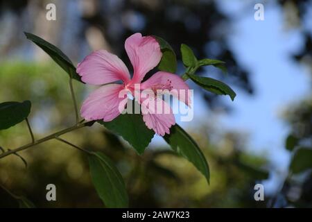 Pink hibiscus Rose mallow shaded flower hanging in India Asia Stock Photo