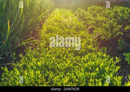 Close up of green lawn grass with sunshine. Lawn turf nature background texture Stock Photo