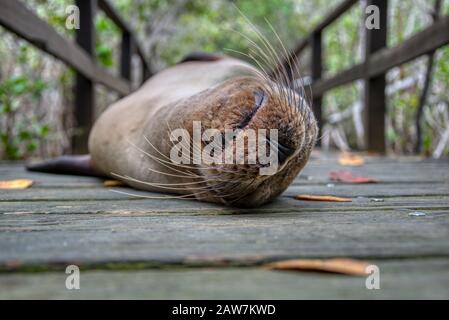 Close-up of a lazy sea lion sleeping on a boardwalk on the Galapagos Islands Stock Photo