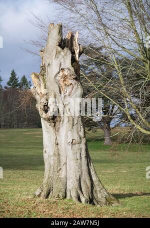 Broken trunk of dead tree in park UK Stock Photo