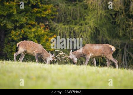 Two young red deer stags fighting in rutting season Stock Photo