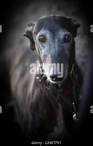 a portrait of a funny greyhound Stock Photo