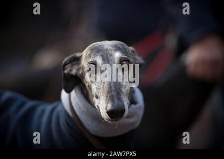 a portrait of a funny greyhound Stock Photo