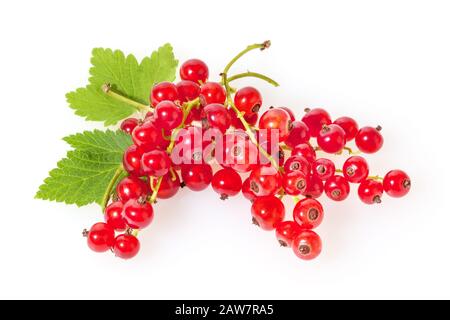 Red currant isolated on white background Stock Photo