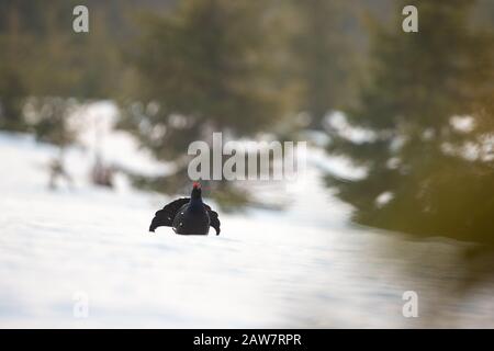 Game bird, black grouse, displaying in wilderness Stock Photo