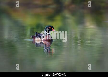 Colorful male Wood Duck on foggy waters Stock Photo