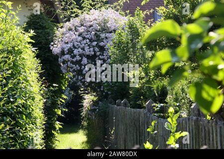 Romantic early summer garden with pink blossoms of Rambler or Climbing Roses, wooden fence, privet and yew hedge in the in the morning sun. Concept Stock Photo