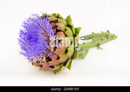 Flowering globe artichoke flower, also known as green artichoke and French artichoke Stock Photo
