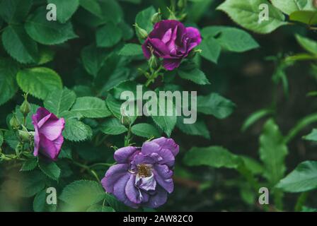 Young purple rose flowers an buds on a green blurred background of bushes. Selective focus macro shot with shallow depth of field Stock Photo