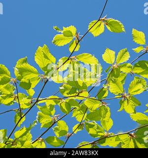 Young hornbeam leaves, Carpinus betulus, in spring Stock Photo