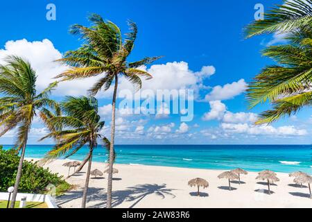 Straw umbrellas and palm trees on a beautiful tropical beach. Green palm leaves in the wind on the background of the azure Caribbean sea. beach with w Stock Photo