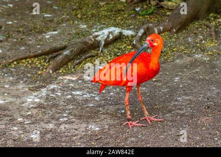 Single Scarlet Ibis - latin Eudocimus ruber - tropical bird natively inhabiting South America and Caribbean Islands, in a zoo Stock Photo
