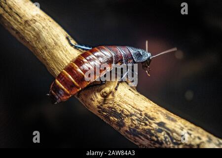 Single Madagascar Hissing Cockroach - latin Gromphadrohina portentosa - known also as Hisser natively inhabiting an island of Madagascar, in a zoo Stock Photo