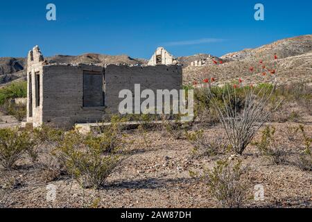 Blooming ocotillo, miners shack ruin with Mariscal Mine in distance, River Road, Chihuahuan Desert, Big Bend National Park, Texas, USA Stock Photo