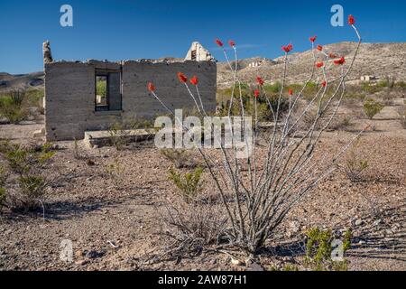 Blooming ocotillo, miners shack ruin with Mariscal Mine in distance, River Road, Chihuahuan Desert, Big Bend National Park, Texas, USA Stock Photo