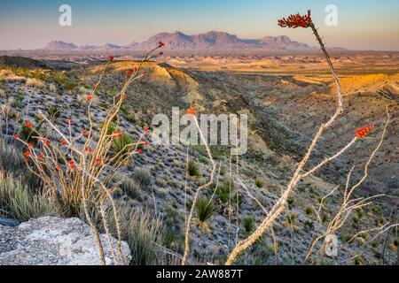 Ocotillos blooming in spring, Chisos Mountains in distance, sunrise, from Old Ore Road, jeep road in Chihuahuan Desert, Big Bend National Park, Texas Stock Photo