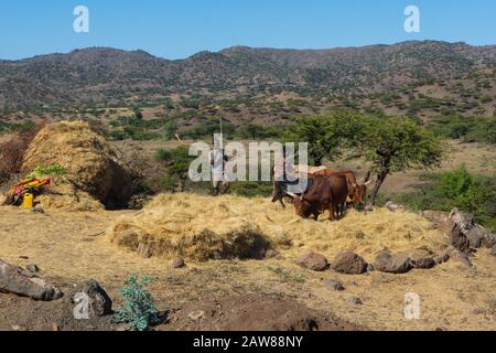 Lalibela, Ethiopia - Nov 2018: Two men flailing teff with the cows. Teff is a cereal endemic to Ethiopia and widely used in food Stock Photo