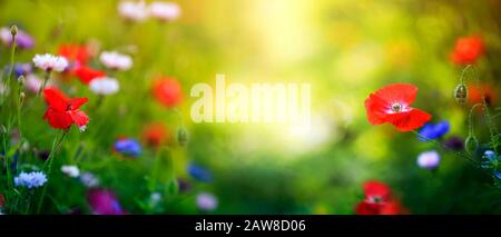 natural banner with a field of bright red poppies on a Sunny summer meadow Stock Photo