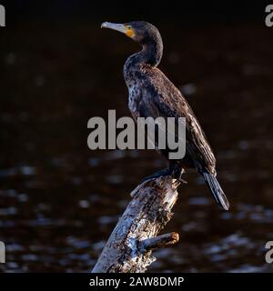 Cormorant, Phalacrocorax carbo, single bird perched on bough above water. Stock Photo
