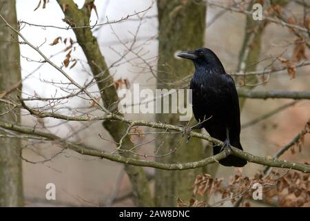 Beak profile of a common raven perched in the Bavarian woods. Stock Photo