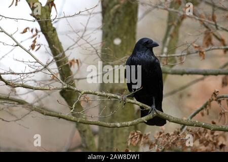 An intrigued common raven staring at the hikers in the Bavarian woods in Germany, Europe. Stock Photo