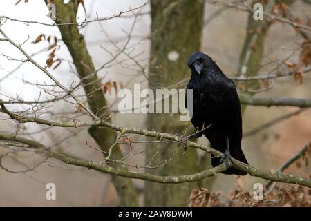 An intrigued common raven staring at the hikers in the Bavarian woods in Germany, Europe. Stock Photo