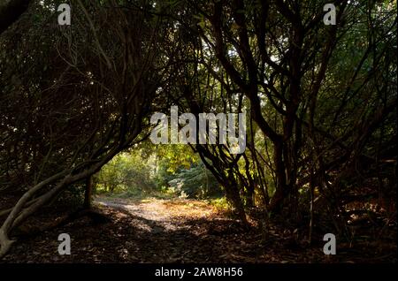 A path leading through eerie dark bushes into light sunlit way ahead Stock Photo