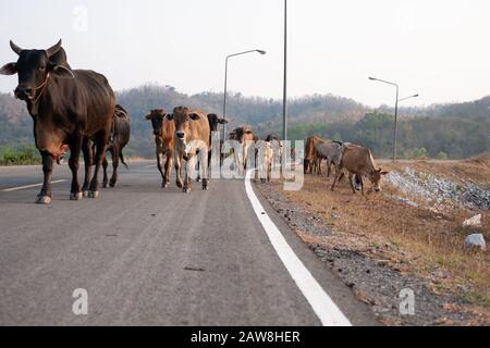 Group of many cows is walking on the concrete road in Thailand Stock Photo