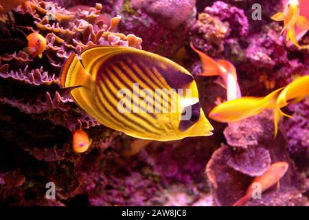 Diagonal Butterflyfish (Chaetodon fasciatus), also known as the Red Sea Raccoon Butterflyfish. This species of butterflyfish (family Chaetodontidae) i Stock Photo