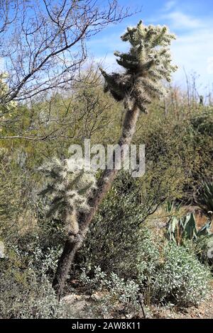 A Chain Fruit Cholla, Cylindropuntia fulgida Stock Photo