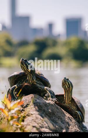 Two turtles on a rock near the lake of Central Park in New York City Stock Photo
