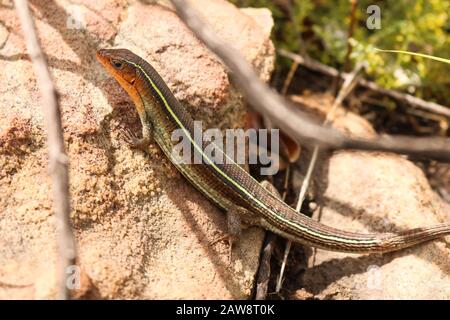 rare lizard warming up in the sun on rock Stock Photo