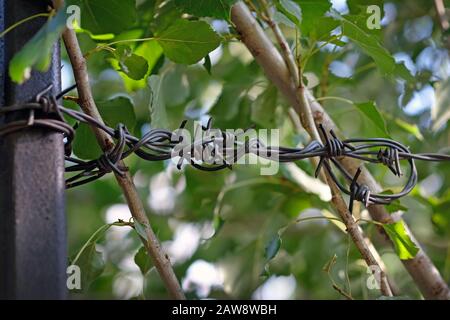 barbed metal wire closeup. Black barbed galvanized wire in the garden to protect the territory. Stock Photo