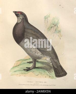 Male dusky grouse (Dendragapus obscurus syn Tetrao obscurus) color plate of North American birds from Fauna boreali-americana; or, The zoology of the Stock Photo