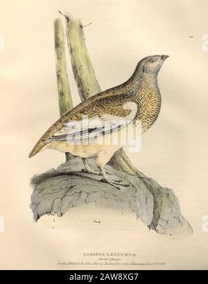 white-tailed ptarmigan (Lagopus leucura) summer plumage, color plate of North American birds from Fauna boreali-americana; or, The zoology of the nort Stock Photo
