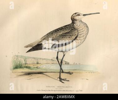 Totanus semipalmatus. The willet (Tringa semipalmata), color plate of North American birds from Fauna boreali-americana; or, The zoology of the northe Stock Photo