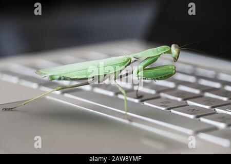 Software bug metaphor. Big green mantis is on a PC keyboard, close-up Stock Photo
