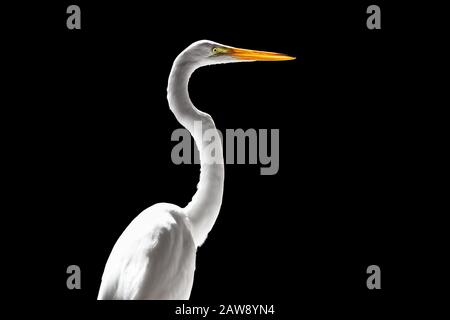 Profile portrait of the great egret isolated on black background