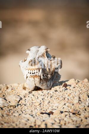 coyote skull in the Mojave desert, California Stock Photo