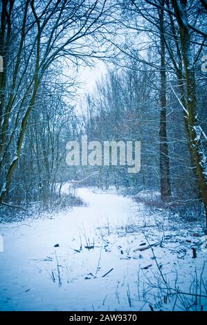 winter landscape with a path in nature flanked by trees covered by snow Stock Photo