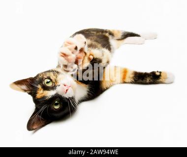 Cat, white background - cute young tortoiseshell lying on her side stretching a paw out towards the camera , studio shot Stock Photo