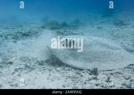 Porcupine stingray on a sandy sea floor. Underwater photography. (Urogymnus asperrimus) Stock Photo