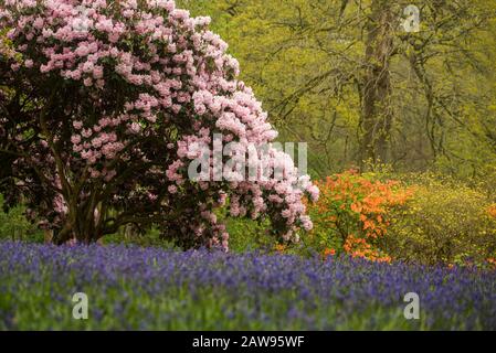 Bowood Woodland Walk with 70 acre Woodland including Rhododendrons cared for by Lord Lansdowne Stock Photo