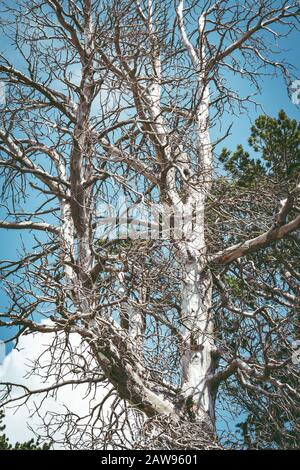 Big dry tree with many branches trimmed on a blue sky Stock Photo