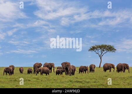 Herd Of Elephants Grazing In A Meadow In Minneriya National Park In 