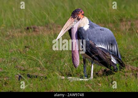 Marabou stork in Maasai Mara, Kenya, Africa Stock Photo