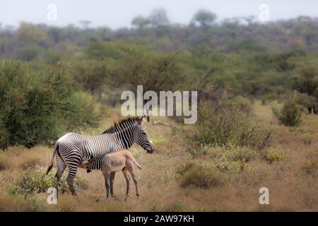 Grevy's Zebra nursing in Sweeatwaters, Kenya, Africa Stock Photo