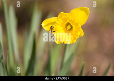 Very Beautiful daffodils in spring against a tender background. bee collects honey. Narcissus pseudonarcissus Stock Photo