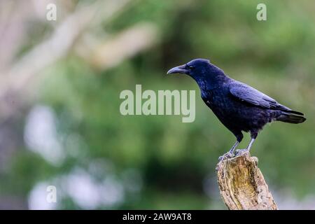 Carrion crow in rural Wales Stock Photo